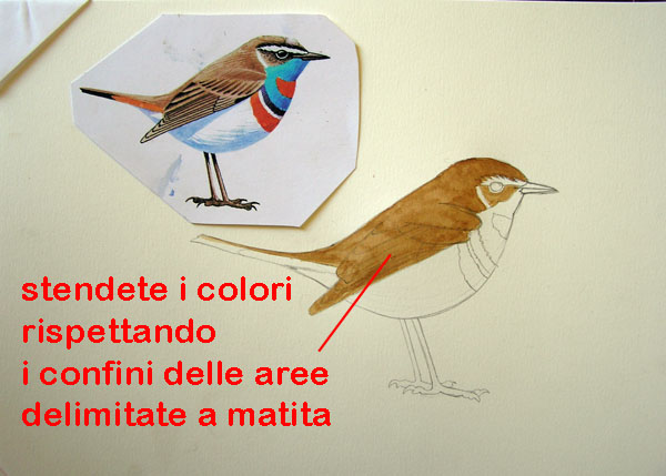 corso di disegno naturalistico 6 lezione